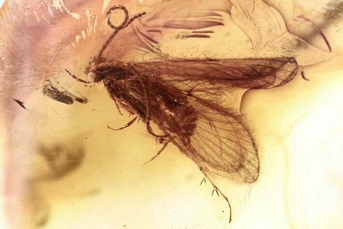 Fossil Caddisfly and Midge w/ Attached Phoretic Mite in Baltic Amber #346652